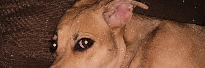 elyamadrid_'s profile banner image