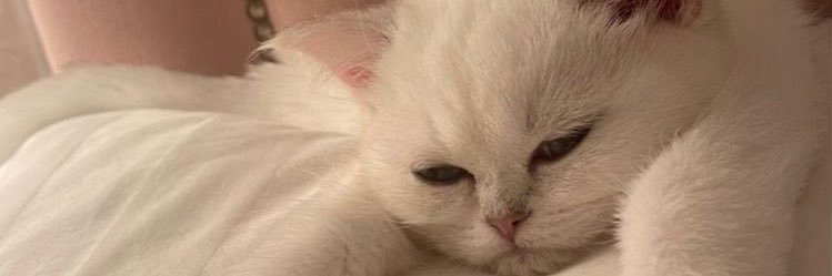 llxhil's profile banner image