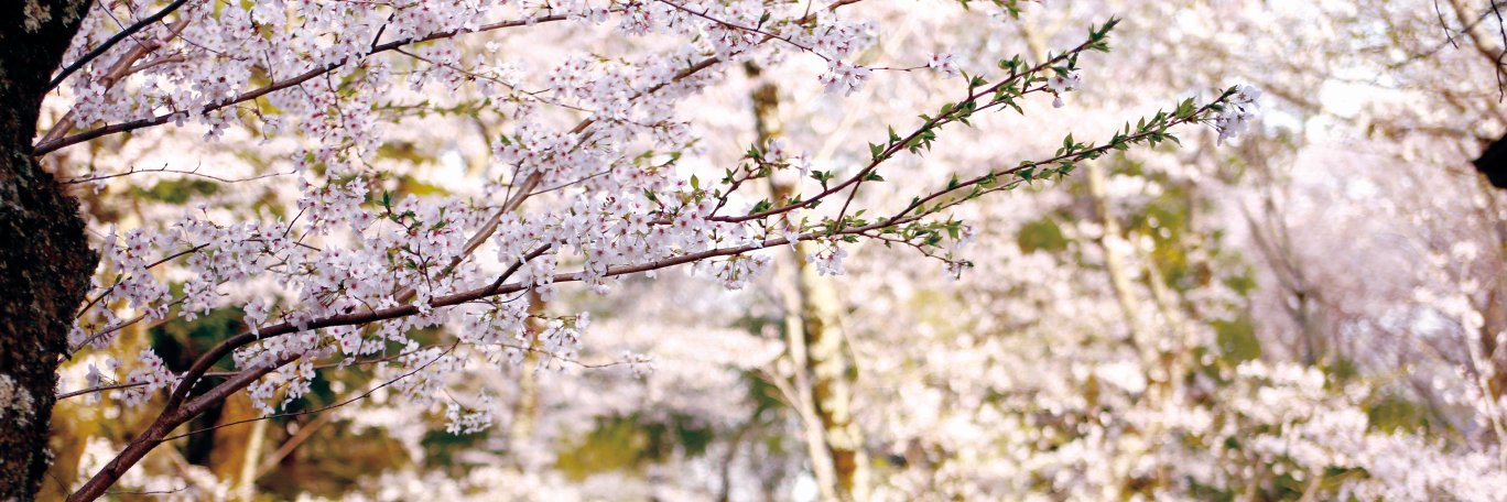 いいね！佐倉市【公式】 banner