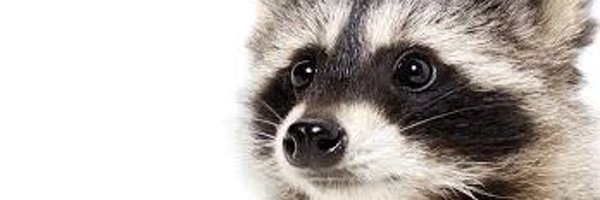 wook_monster Profile Banner