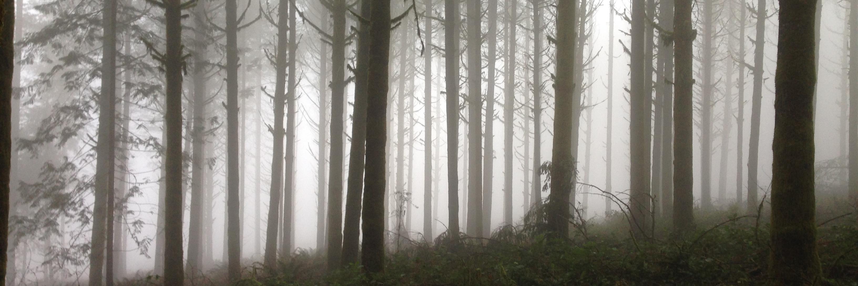 Emily Pearson banner