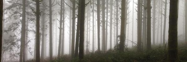 e__pearson Profile Banner