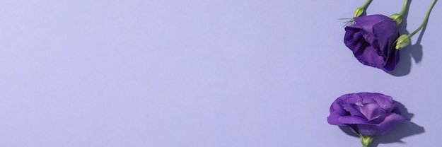 Mandy banner