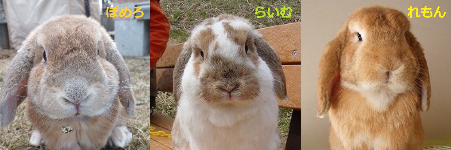 むんむん_(U*´ㅅ`*U)🐰🌷💖/みみうさᕱ⑅ᕱ♥ banner