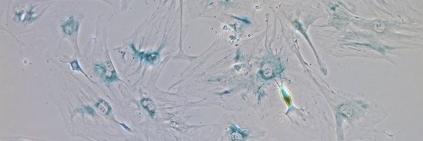 AlspachLab Profile Banner