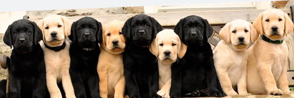GoodDog84 Profile Banner