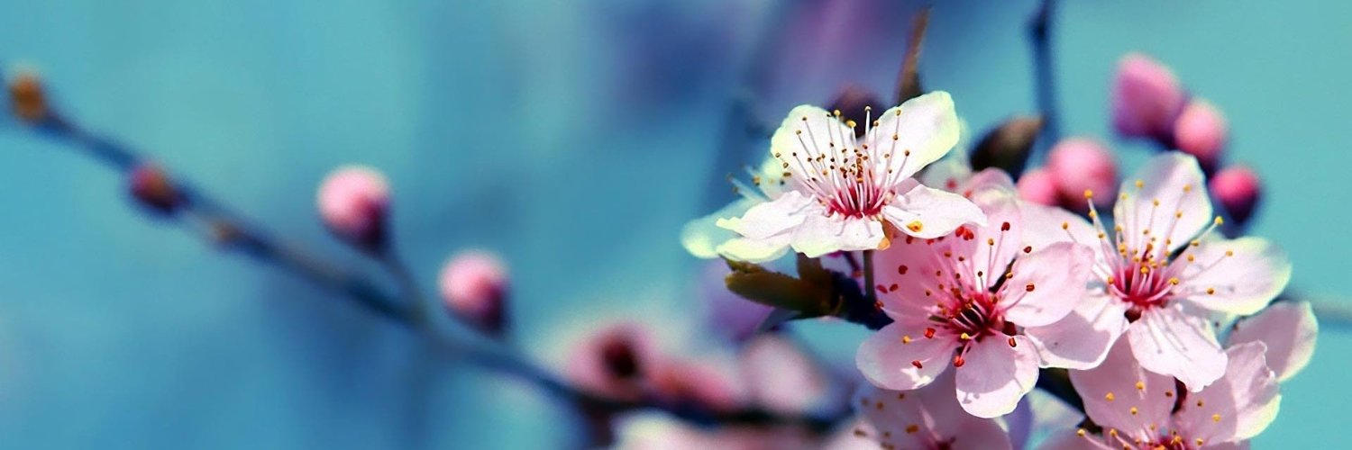 CaglaAyer's profile banner image