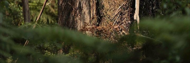 zizwyMs's profile banner image