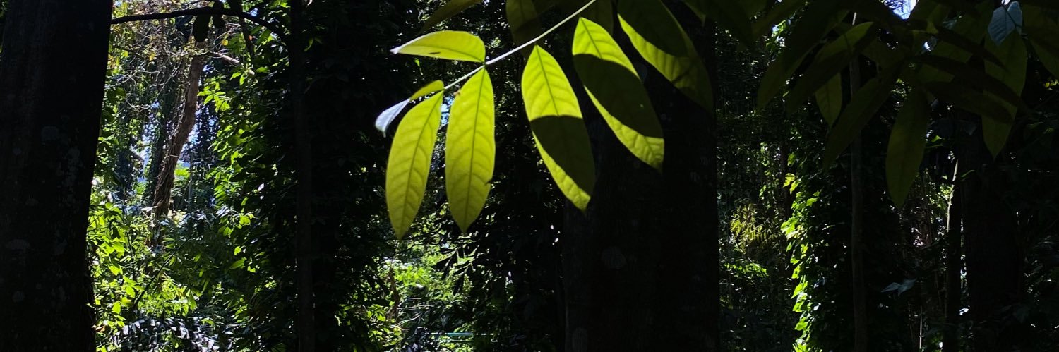 Congratulations ☀️ banner