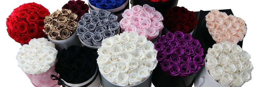 InfinityFlower3's profile banner image