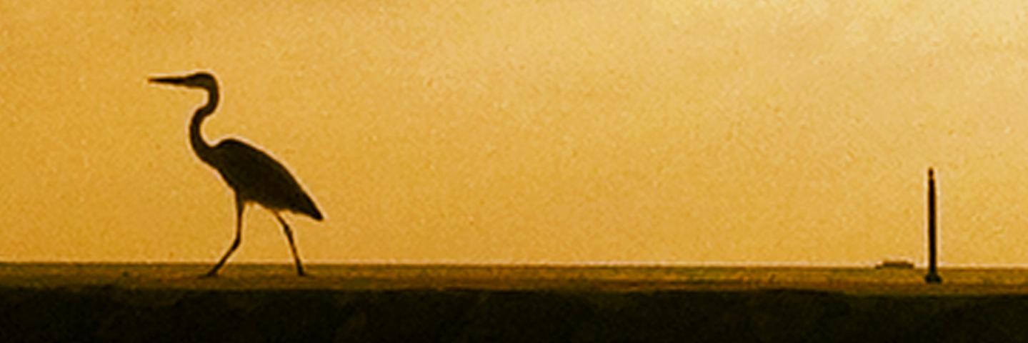 FreeMaldivs's profile banner image