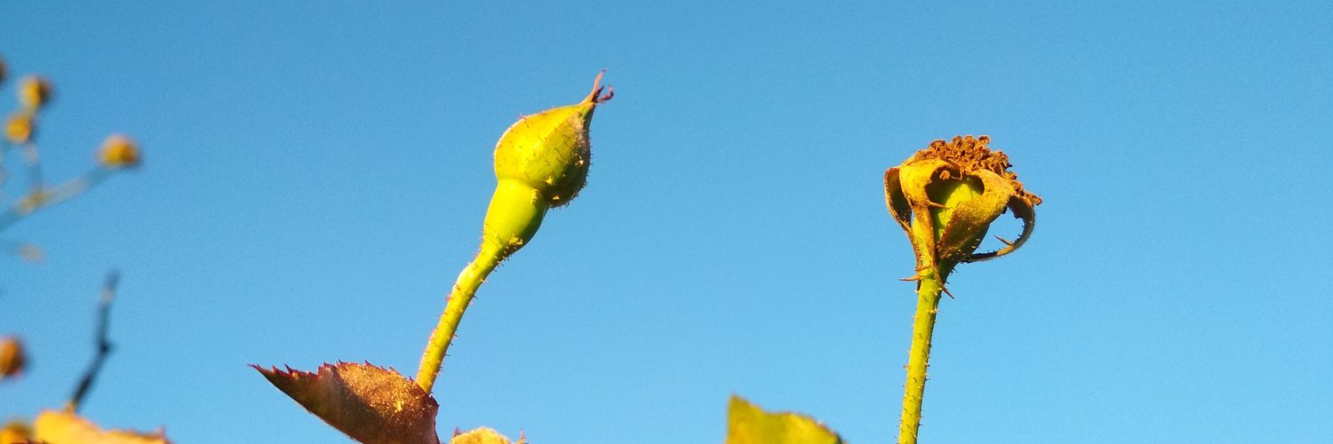 maemjambu's profile banner image