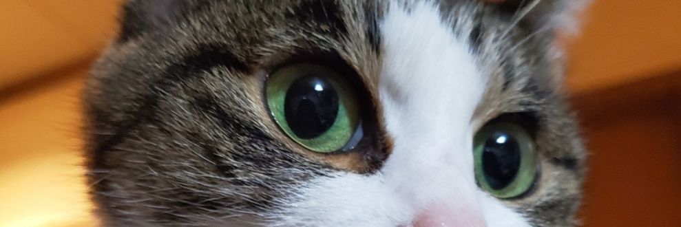 cocacry's profile banner image