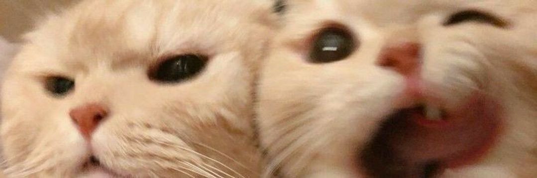 Mindxrx ꔛ*･🍉 banner