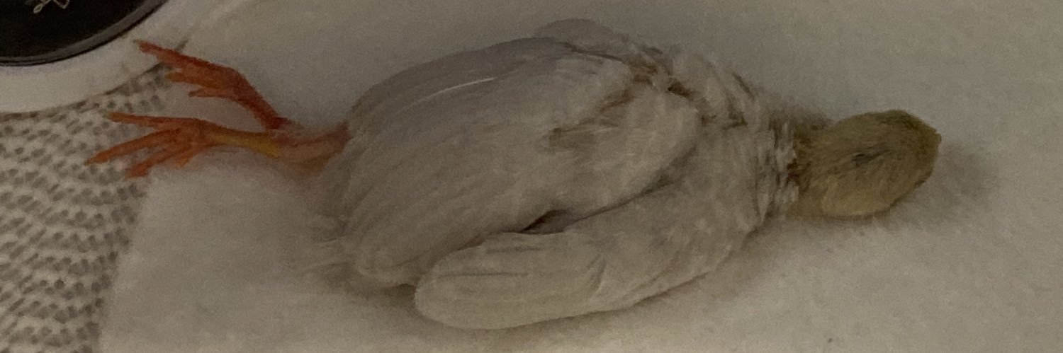 ™®鈴西環￥ banner