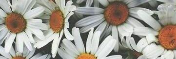 matildaleeek's profile banner image