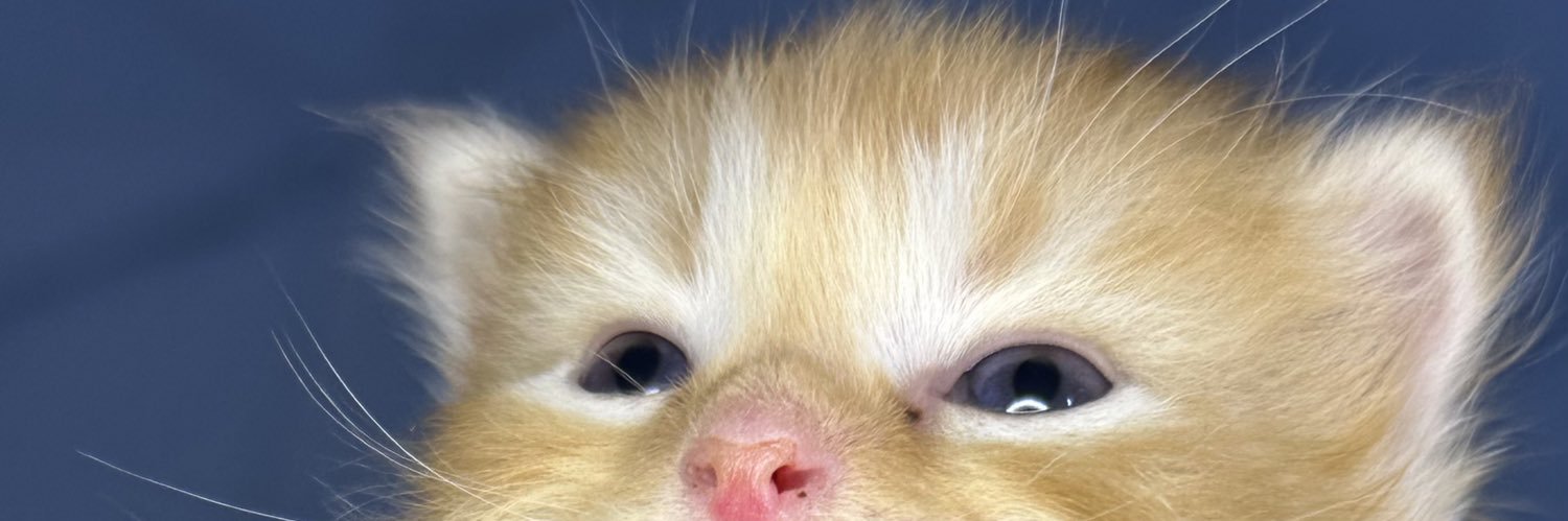 N banner