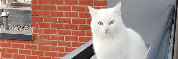 MBxl98 Profile Banner