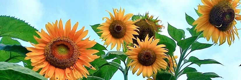 twiyanen's profile banner image