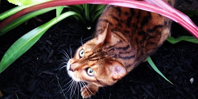 Taj_Cat's profile banner image