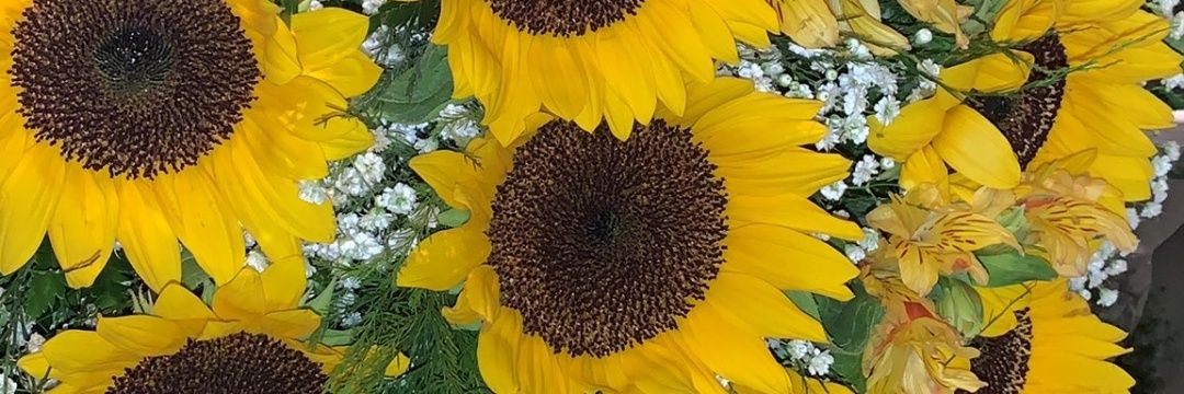 Bárbara Virginio 🌻 banner