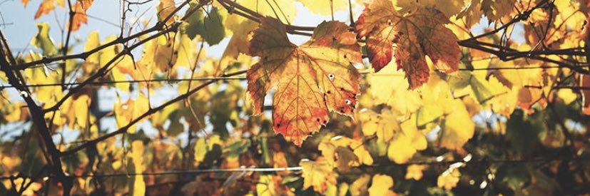 WoodmanWS's profile banner image