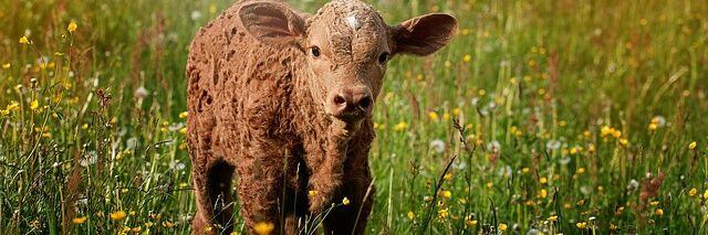 AgChat Foundation banner