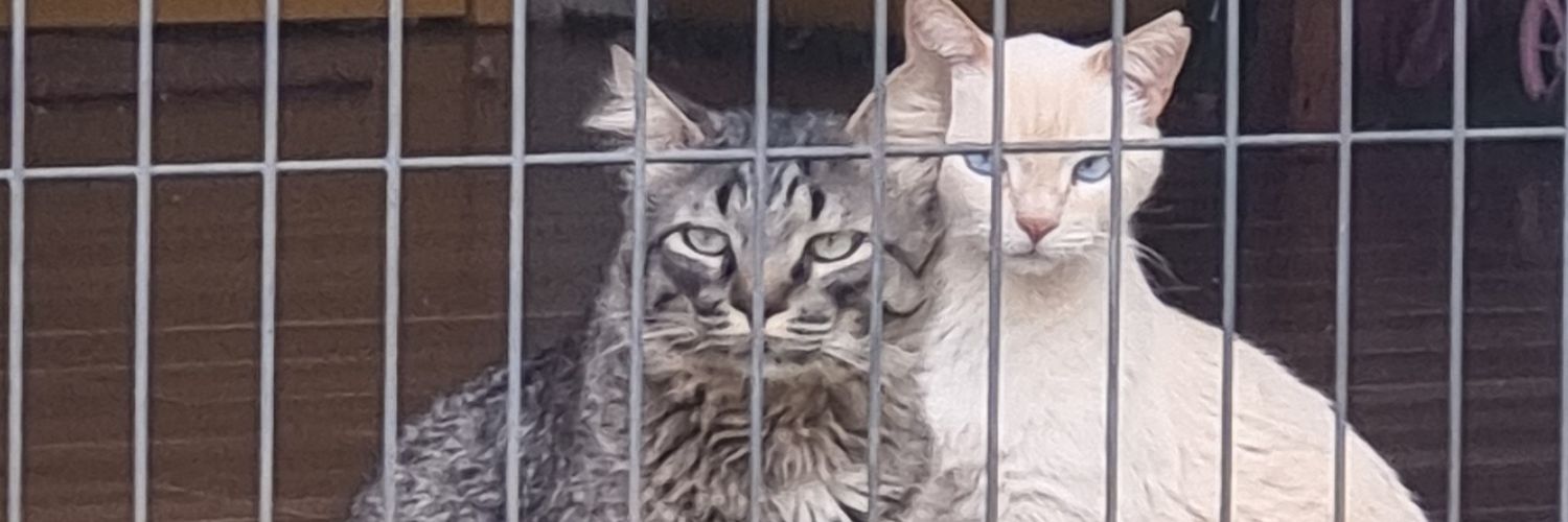 katara MÃE DO ROCK LEE💜 banner