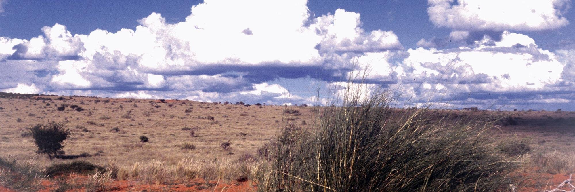Phyllis Green banner