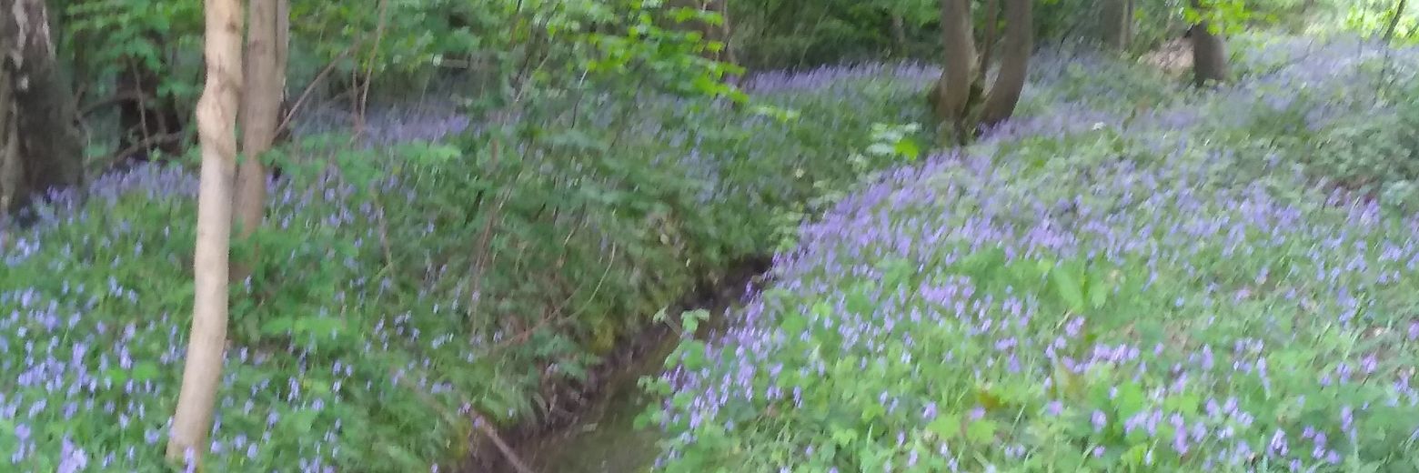 Mandy Wilding banner