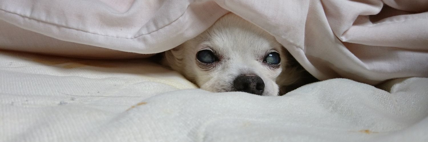 ぴーなつ串 banner