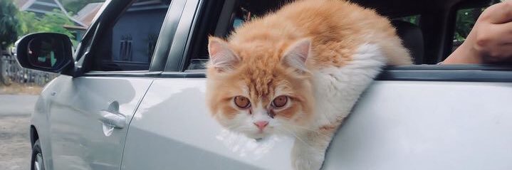 llubelll's profile banner image