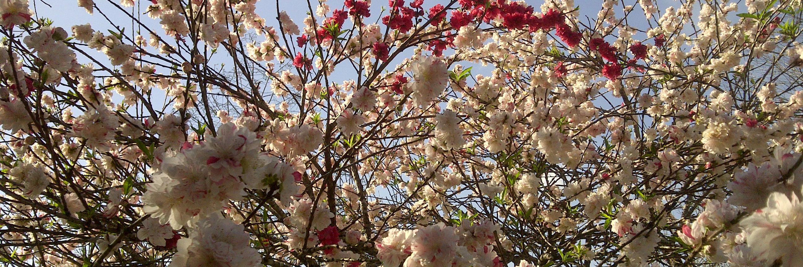 Libby Ingrassia banner