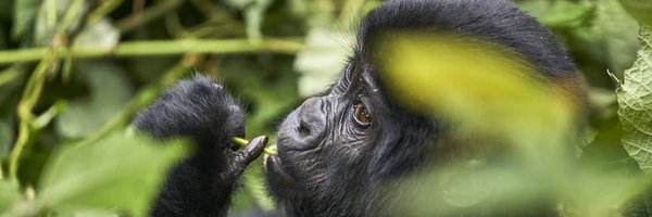 Jo_SafariGuide Profile Banner