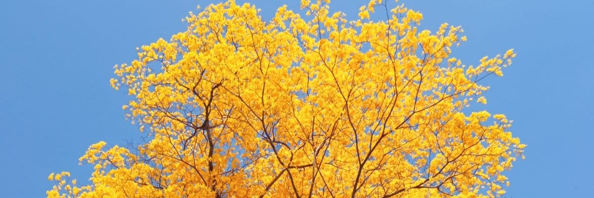 stefaniapesantz's profile banner image