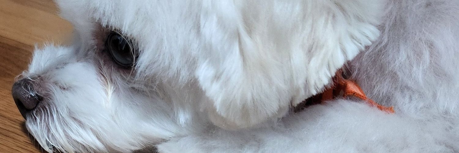 まつり (❛ ֊ ❛„)🪄︎︎◝✩🌻💚's banner