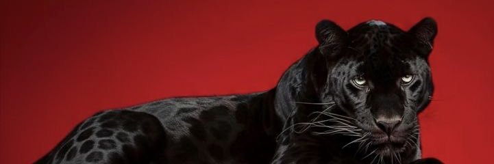 رانيا 🇸🇦 banner