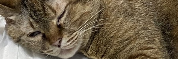 bone_Nigi Profile Banner