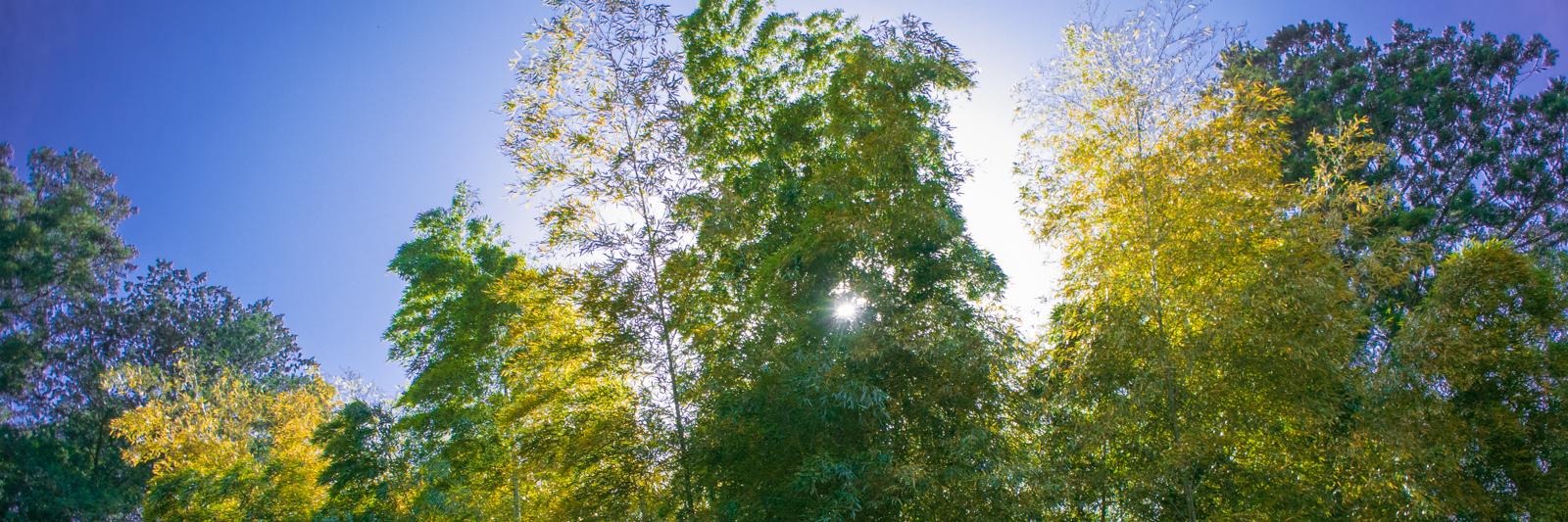 narikigreenline's profile banner image