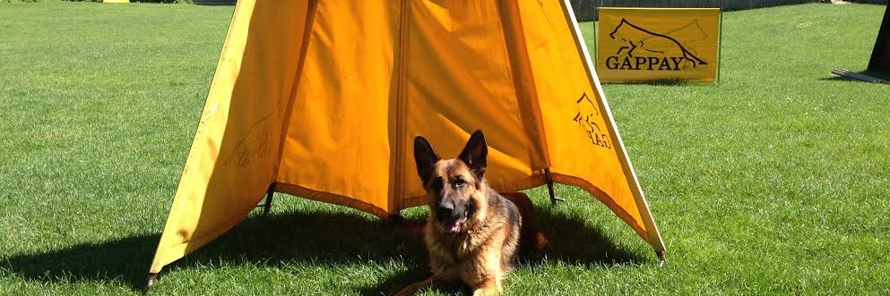 WorkingDogClub banner