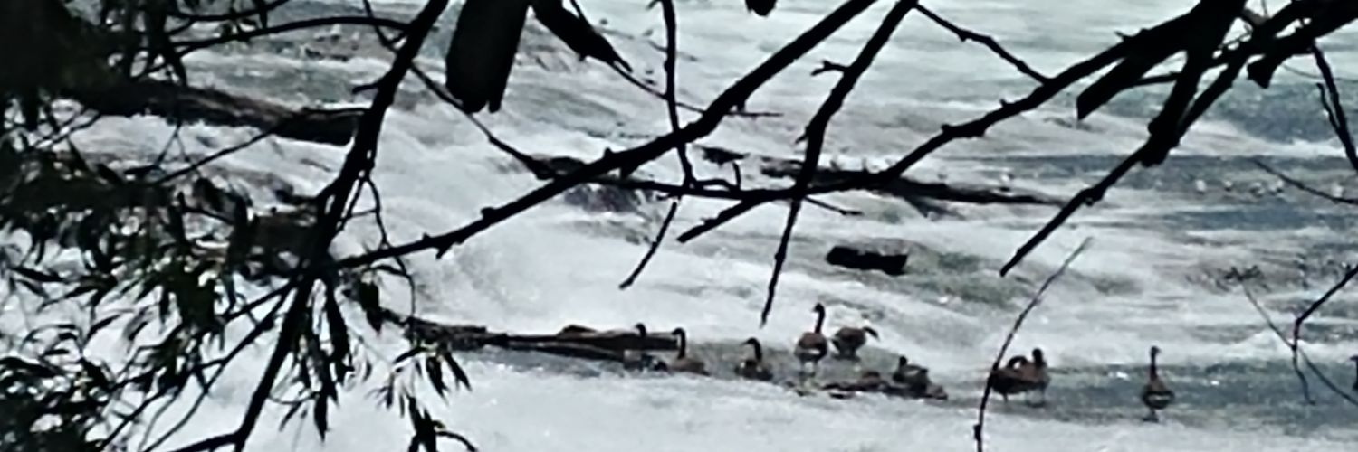 The Progressive Michigander banner