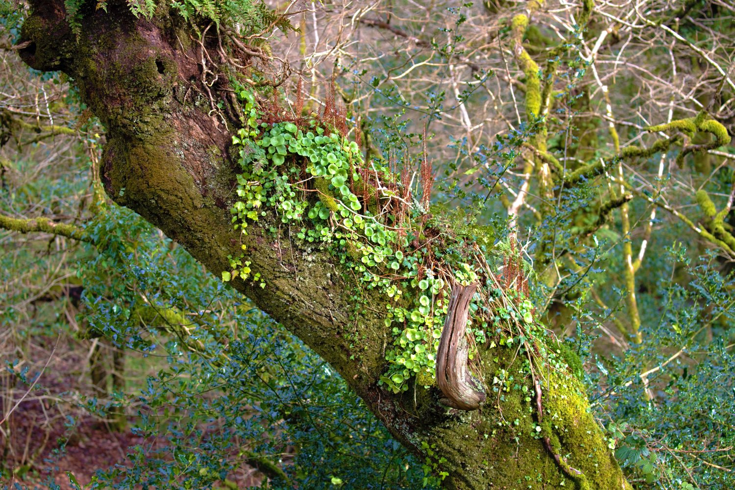 Merlin Hanbury-Tenison banner