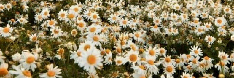 Willow~Kimberly's banner