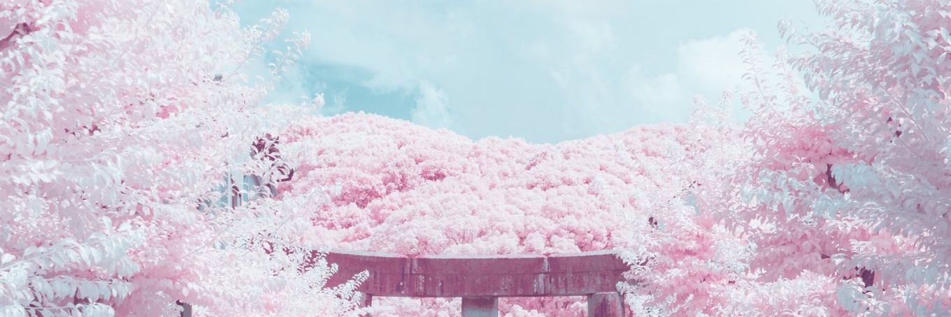 nowisdash's profile banner image