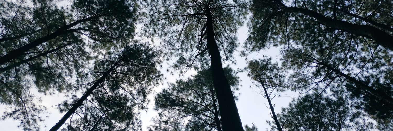 siiiesa's profile banner image