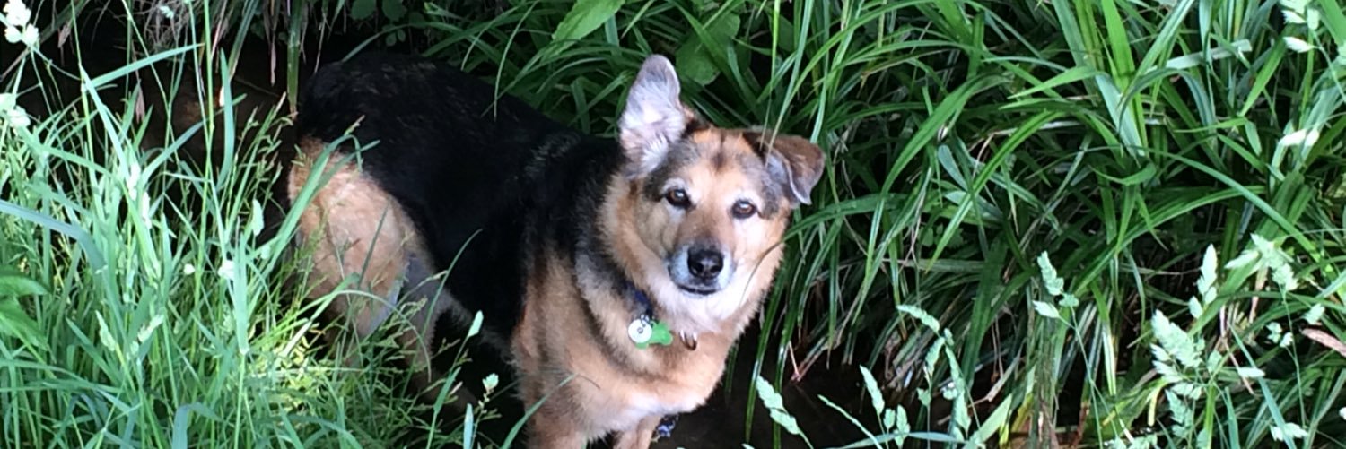 Edwina Rowling banner