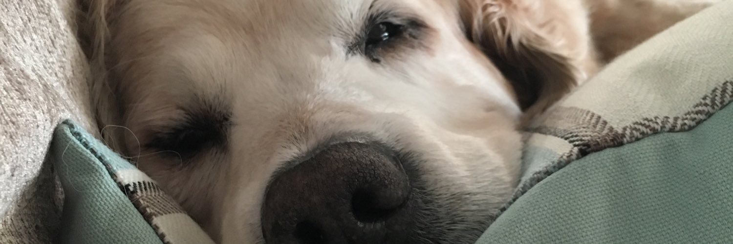 _avawright's profile banner image