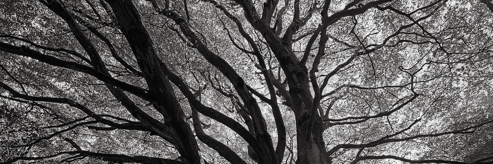 alabaeye's profile banner image