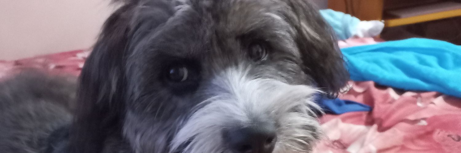 cubitopink's profile banner image