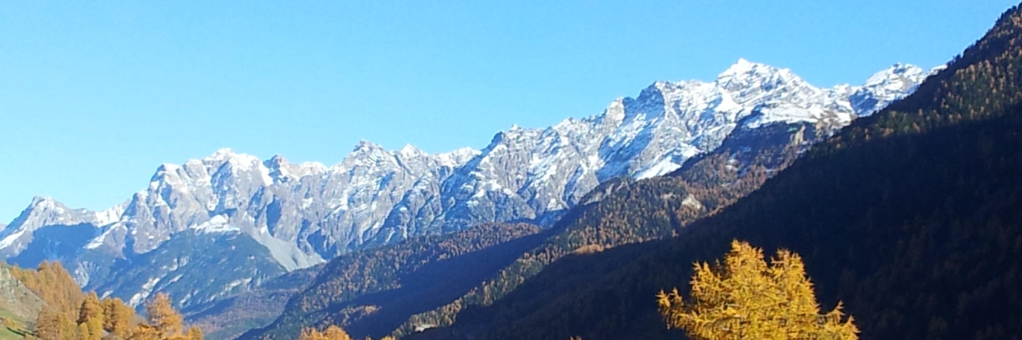 Flori Saratz banner